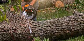 How Our Tree Care Process Works  in  Van Alstyne, TX